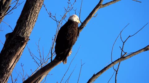 Top 10 Largest Eagles Around The World | Eagles | Top 10 Biggest And Largest Eagles Of The World
