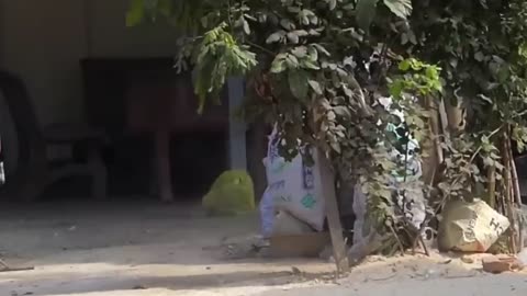 Troll Prank Dog Funny & fake Lion and Fake Tiger Prank To dog & Huge Box Prank to