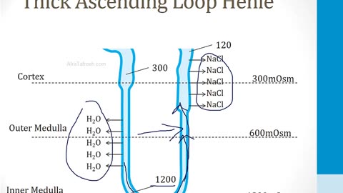 Renal - 1. Embryology, Anatomy and Physiology - 5.Nephron Physiology