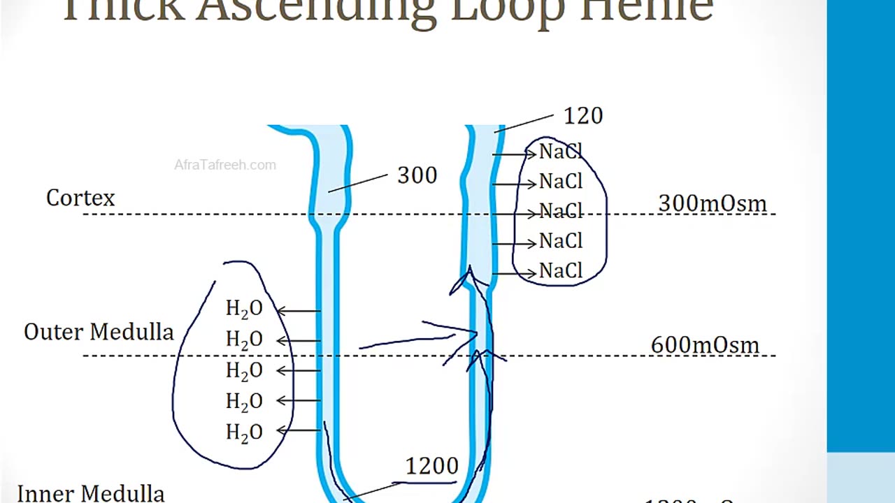 Renal - 1. Embryology, Anatomy and Physiology - 5.Nephron Physiology