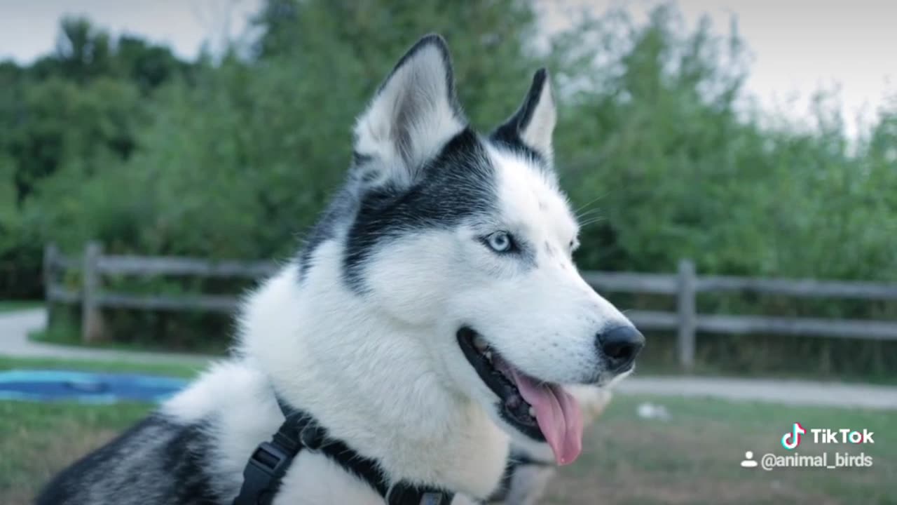 Beautiful Dog's Eye