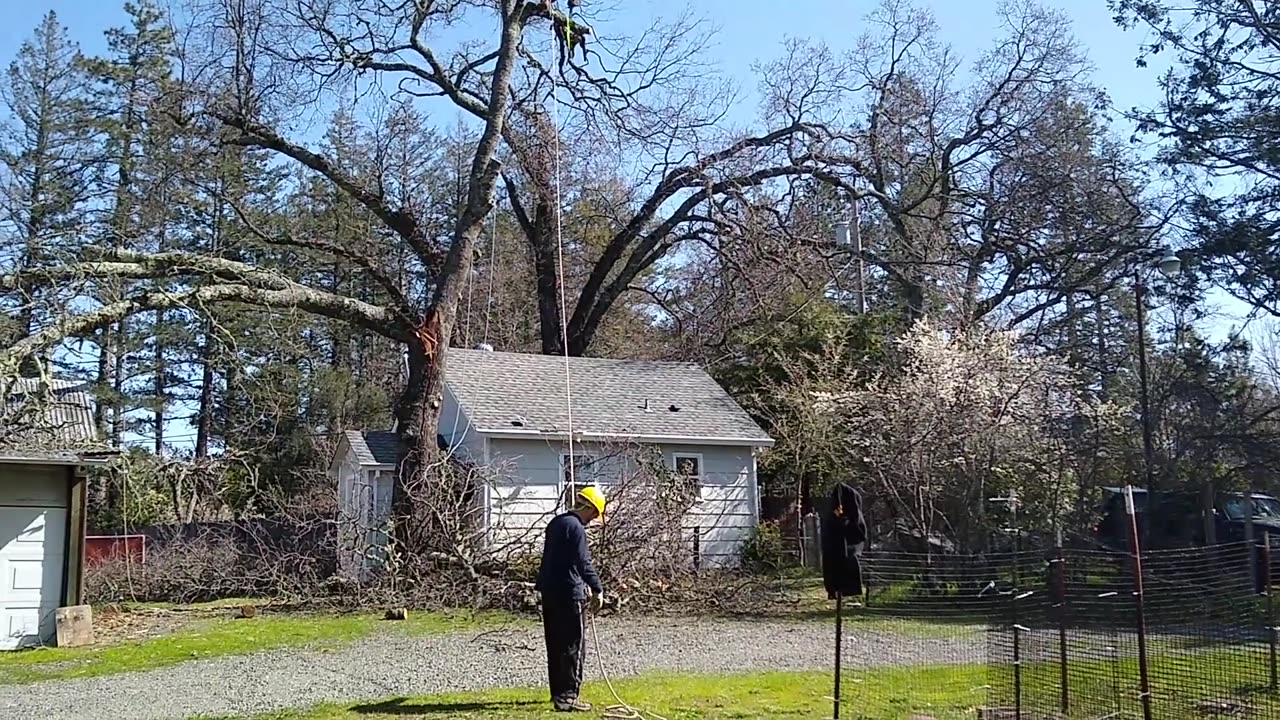 Split Oak, snow damage 2013