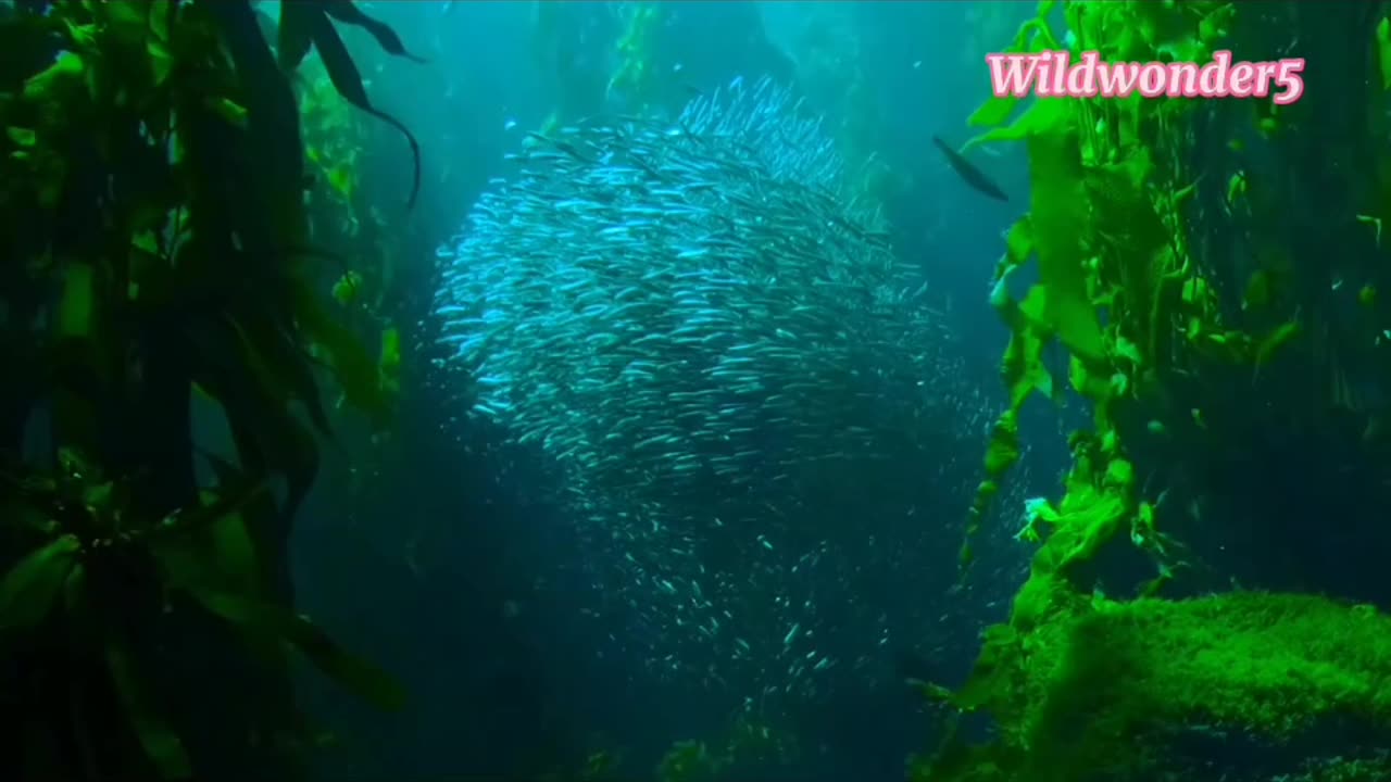 Underwater Symphony Colorful Fish Ballet in the Ocean! 🐠✨ #Shorts