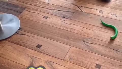 Baby cat cute cat funny videos 😄