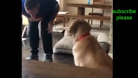 Funny animals video