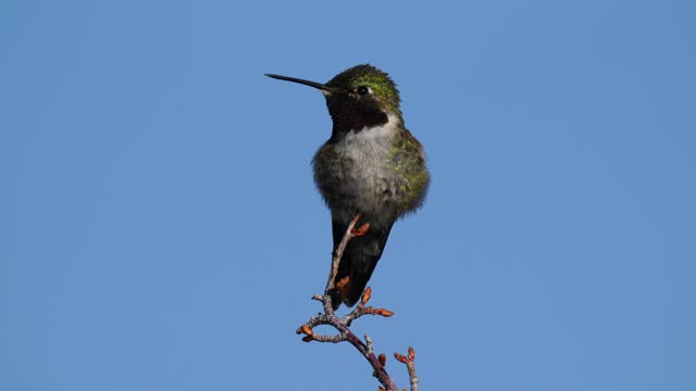 Broadtail Hummingbird