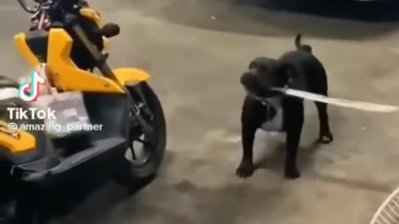 Funny animal
