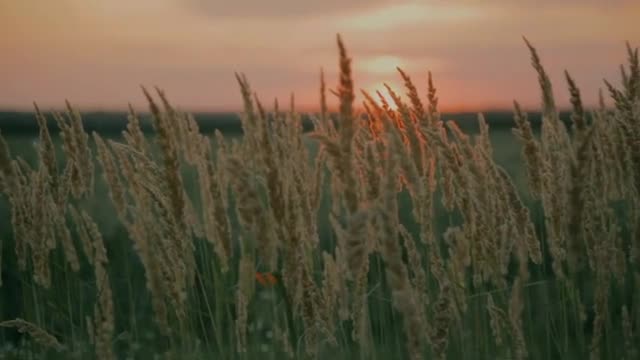 30 Minutes Calming Stress Relief Music | Relaxing Background | Healing and Meditation