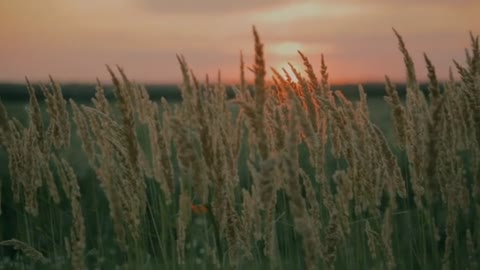 30 Minutes Calming Stress Relief Music | Relaxing Background | Healing and Meditation