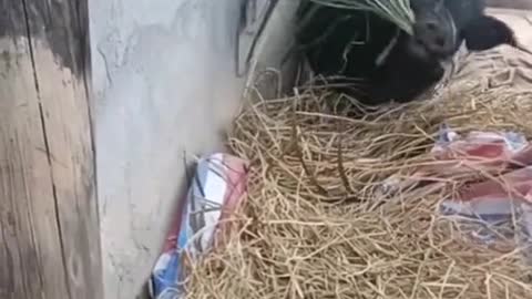 Making nest