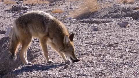 Ultimate Wild Animals Collection in 8K ULTRA HD / 8K TV