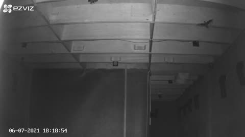 Farming techniques Progres Swallaow Bird Farm on 07 June 2021 Nigt