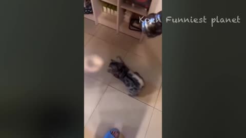 funny animal shorts