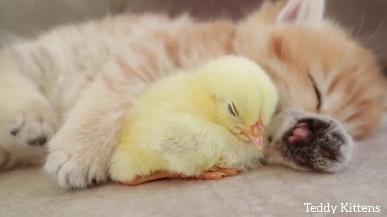 Le chaton dort doucement avec le poulet