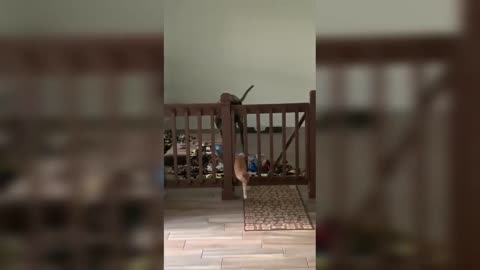 Funny Cute Animal Compilation