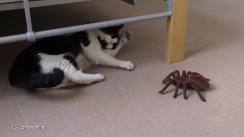 Cat Vs Giant Spider (Tarantula) RC