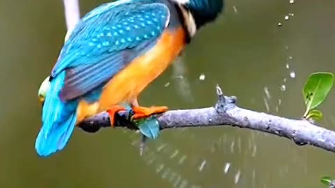 Cute Birds