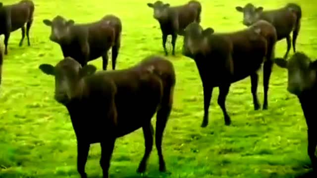 Incredible Cow Fractals