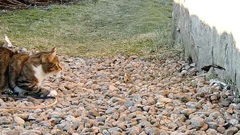 Cat vs Stoat