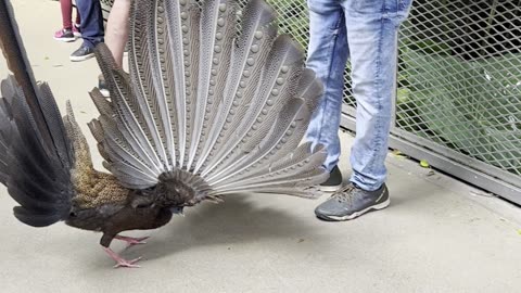 A Very Flirtatious Pheasant