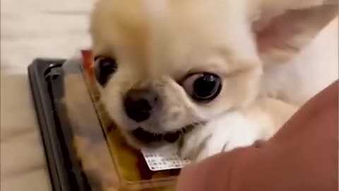 Funny😝😝🤣😝 🐵🐔🐶🐷🐵🐔🐶🐷🐵🐔🐶🐷 Comedy video