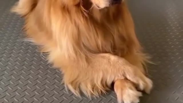 Smart dog avoiding to get caught