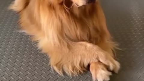 Smart dog avoiding to get caught