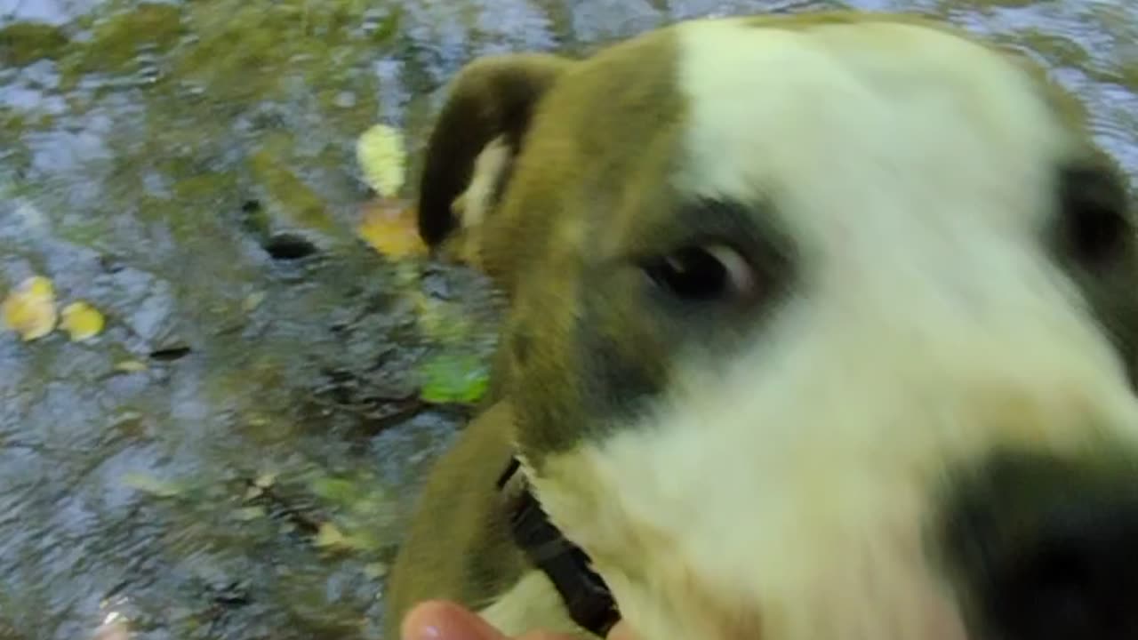 Jazzy Girl Superstar Pitbull Puppy Adventure in the Creek