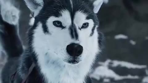 Great dog