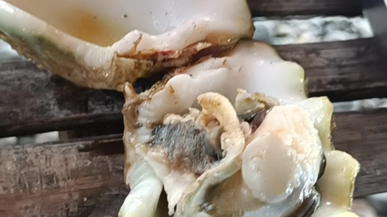FRESH SEA SHELS