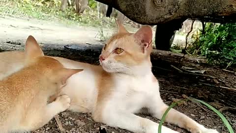 Cute cat and her cute baby kitty