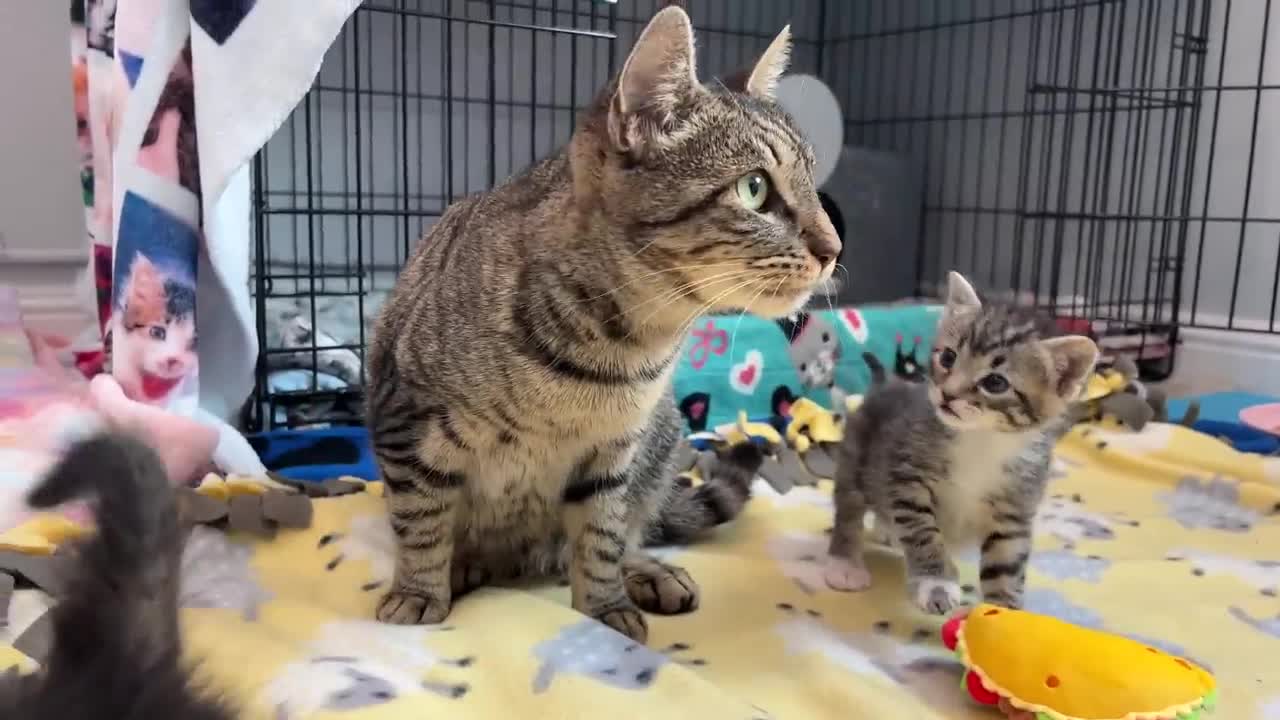 Mama Cat Reunited with Kittens After Weeks Apart