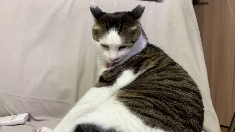 a grooming cat