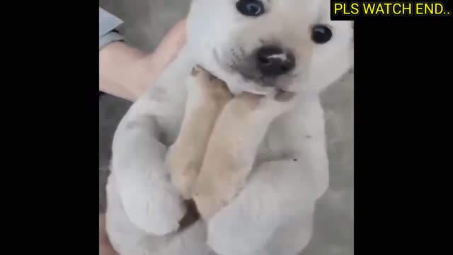 Cute And Funny Dog Eating Food Group Very Fast Competition..!!