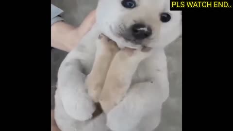 Cute And Funny Dog Eating Food Group Very Fast Competition..!!