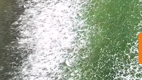 Sharks Chasing group of Small Fish's !