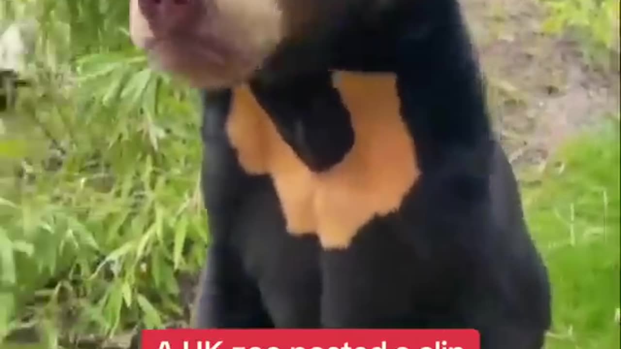 UK wildlife park posts video of sun bear on hind legs after Chinese zoo's sun bear sparks debate .