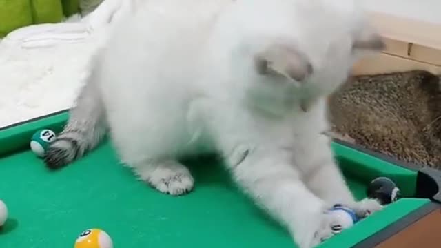 Compilation of cute and adorable kittens