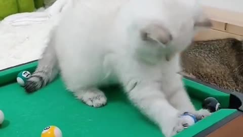 Compilation of cute and adorable kittens