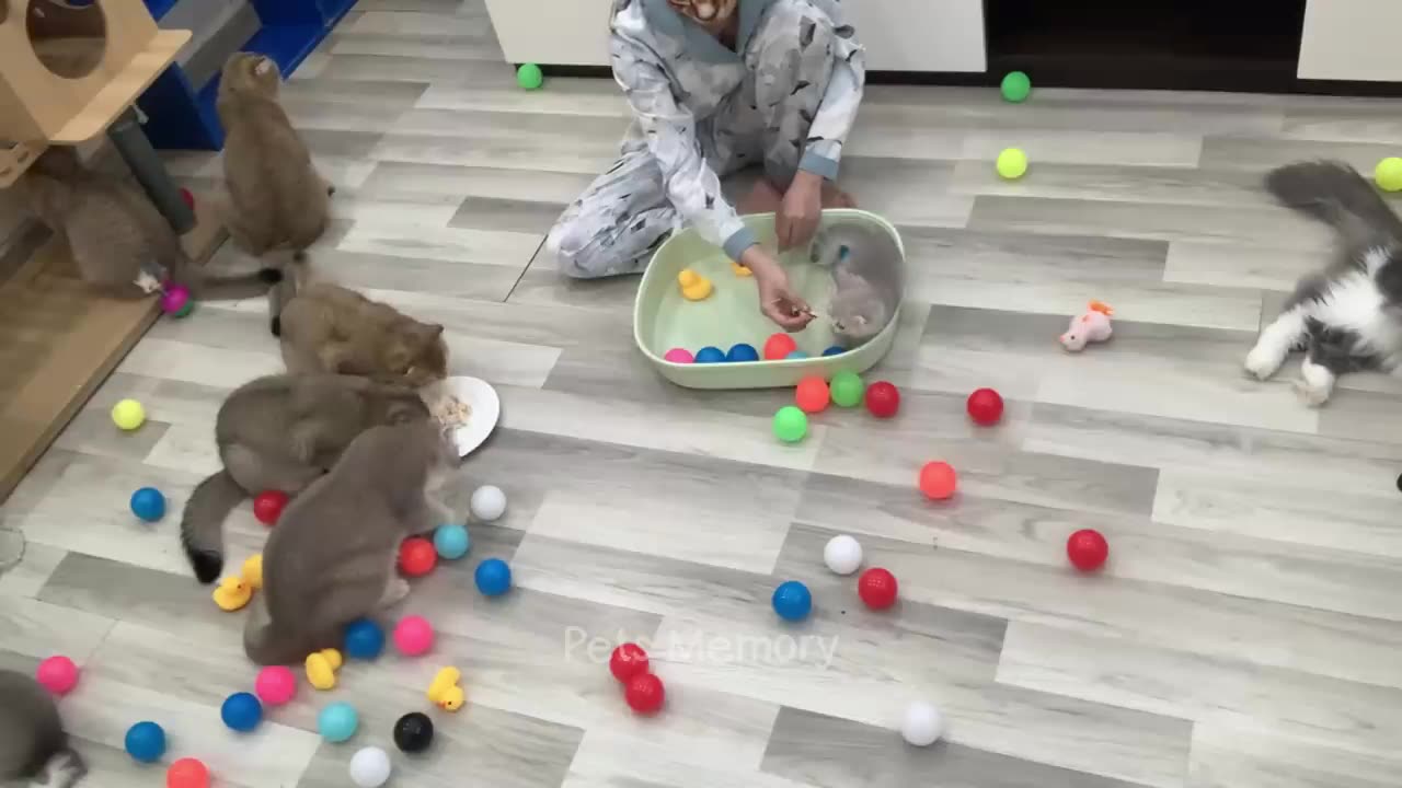 Funniest Animals 2023 😅 New Funny Cats and Dogs 😻🐶 Part 16