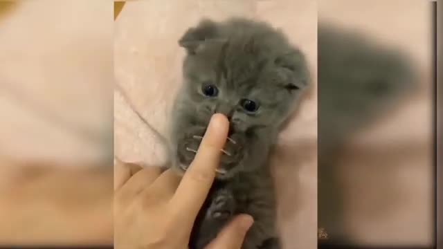 Watch New Funny Video 2021 Top New Comedy Video 2021 Try To Not Laugh#2