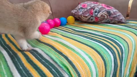 Scottish fold kitten. Cat videos