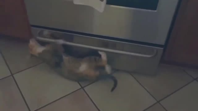 Cat Is Sliding Under The Fridge Like A Pro