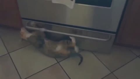 Cat Is Sliding Under The Fridge Like A Pro