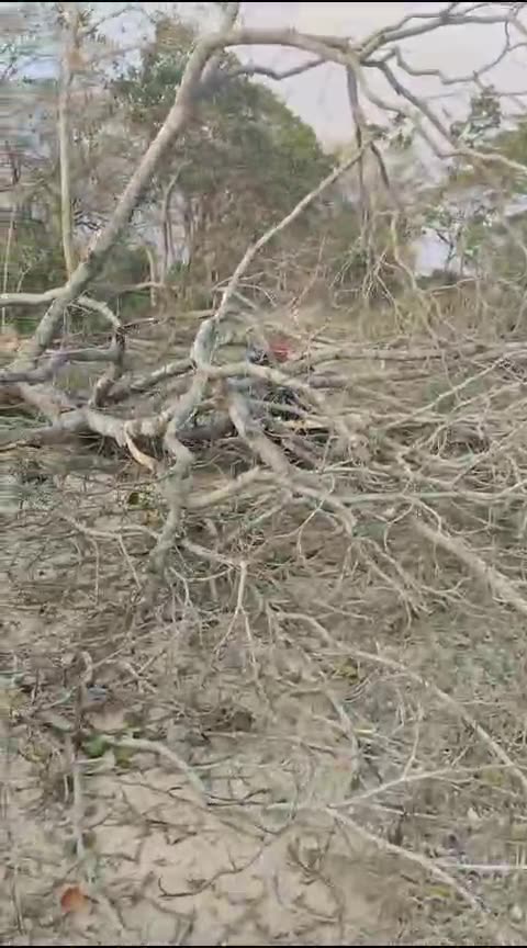 Árbol cae sobre motociclista y lo mata