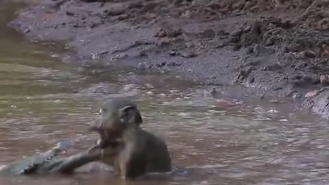 Crocodile vs Monkey #animals #wildlife