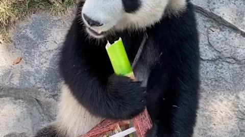 Does anyone want bamboo shoots like I do