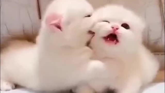 The cutest cats in the world