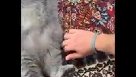Funniest animal