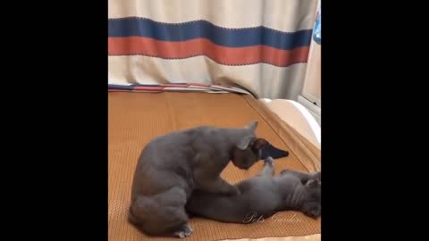 Funny video cat